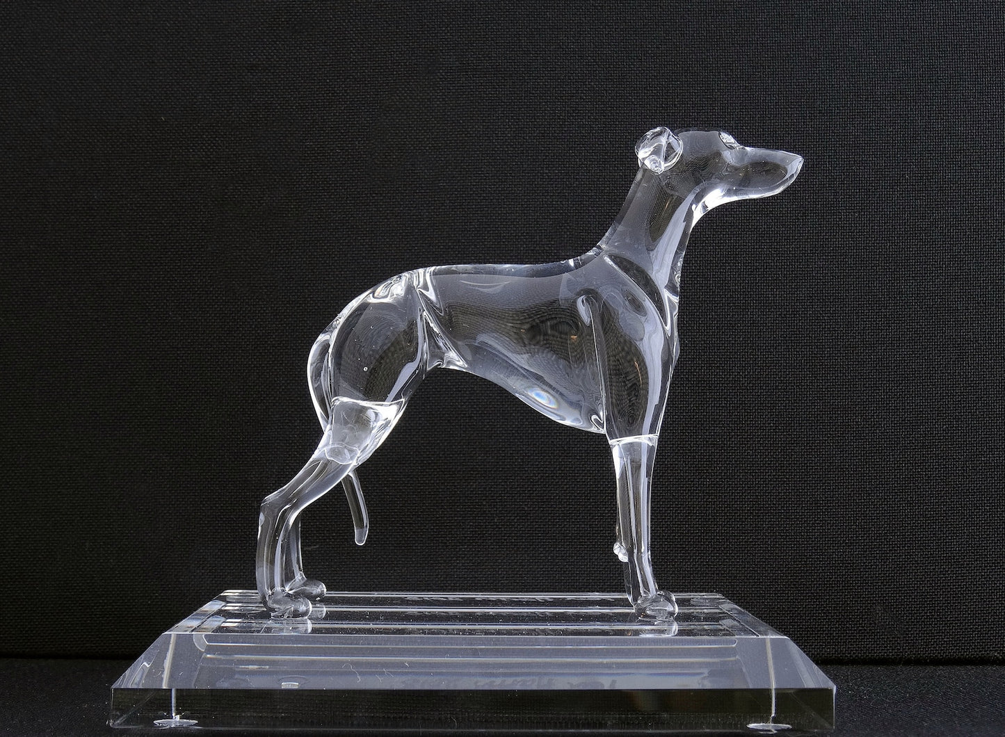 Greyhound